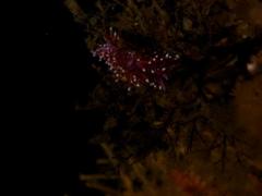 Paraflabellina funeka