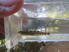 Etheostoma lynceum