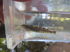 Etheostoma lynceum