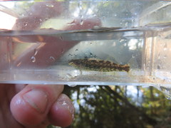 Etheostoma lynceum