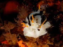Polycera capensis