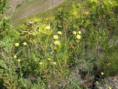 Athanasia inopinata