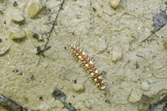 Polydesmus collaris