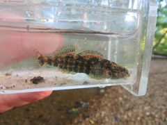 Etheostoma lynceum