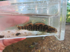 Etheostoma lynceum