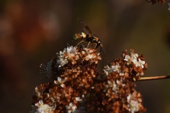 Euodynerus hidalgo