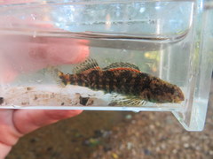 Etheostoma lynceum