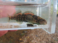Etheostoma lynceum