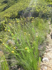Athanasia inopinata