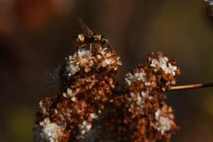 Euodynerus hidalgo
