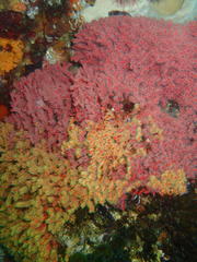 Melithaea rubra