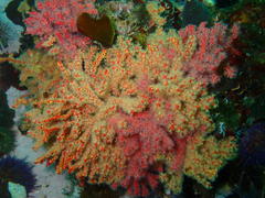 Melithaea rubra