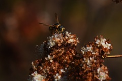 Euodynerus hidalgo