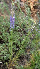 Veronica pinnata