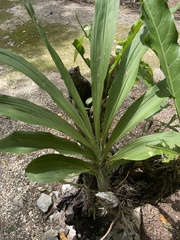 Catasetum integerrimum