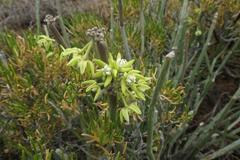 Cynanchum viminale viminale