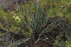 Cynanchum viminale viminale