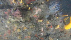 Parasphaerasclera aurea