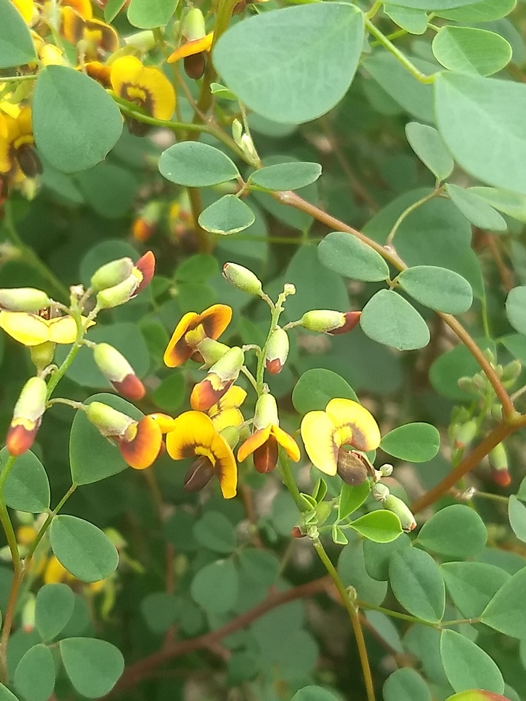 Western Golden-Tip