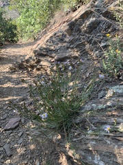 Erigeron arenarioides