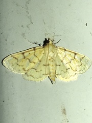 Polygrammodes flavidalis