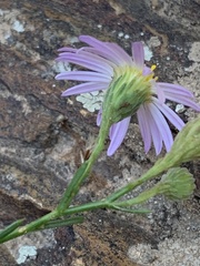Erigeron arenarioides