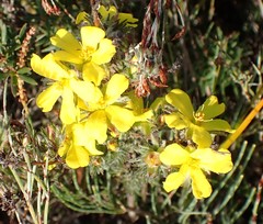 Hibbertia prostrata