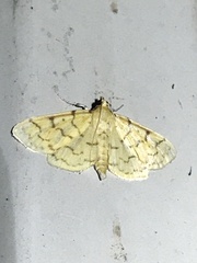 Polygrammodes flavidalis