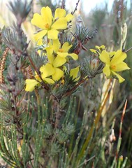 Hibbertia prostrata