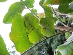 Annona senegalensis senegalensis
