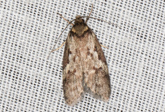 Palimmeces variegata