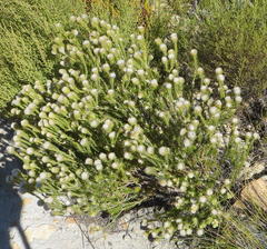 Phylica nigromontana