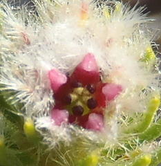 Phylica nigromontana