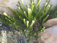 Phylica nigromontana