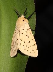 Eyralpenus testaceus