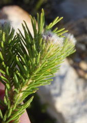 Phylica nigromontana
