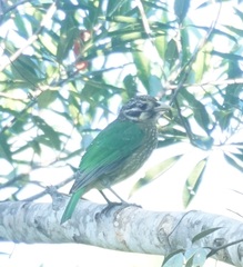 Ailuroedus maculosus