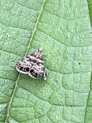 Brenthia pileae
