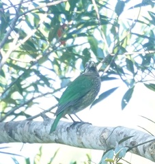 Ailuroedus maculosus