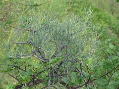 Psittacanthus sonorae