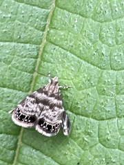 Brenthia pileae