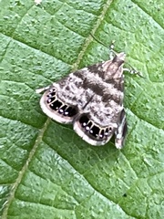 Brenthia pileae