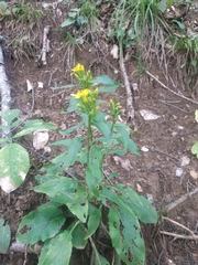 Solidago virgaurea taurica