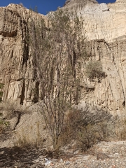 Kageneckia lanceolata