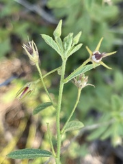 Hermannia micropetala