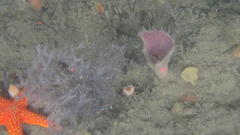 Fromia schultzei