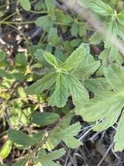 Hermannia micropetala