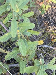 Hermannia micropetala