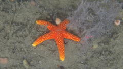 Fromia schultzei
