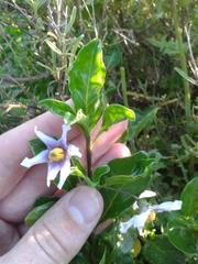 Solanum guineense